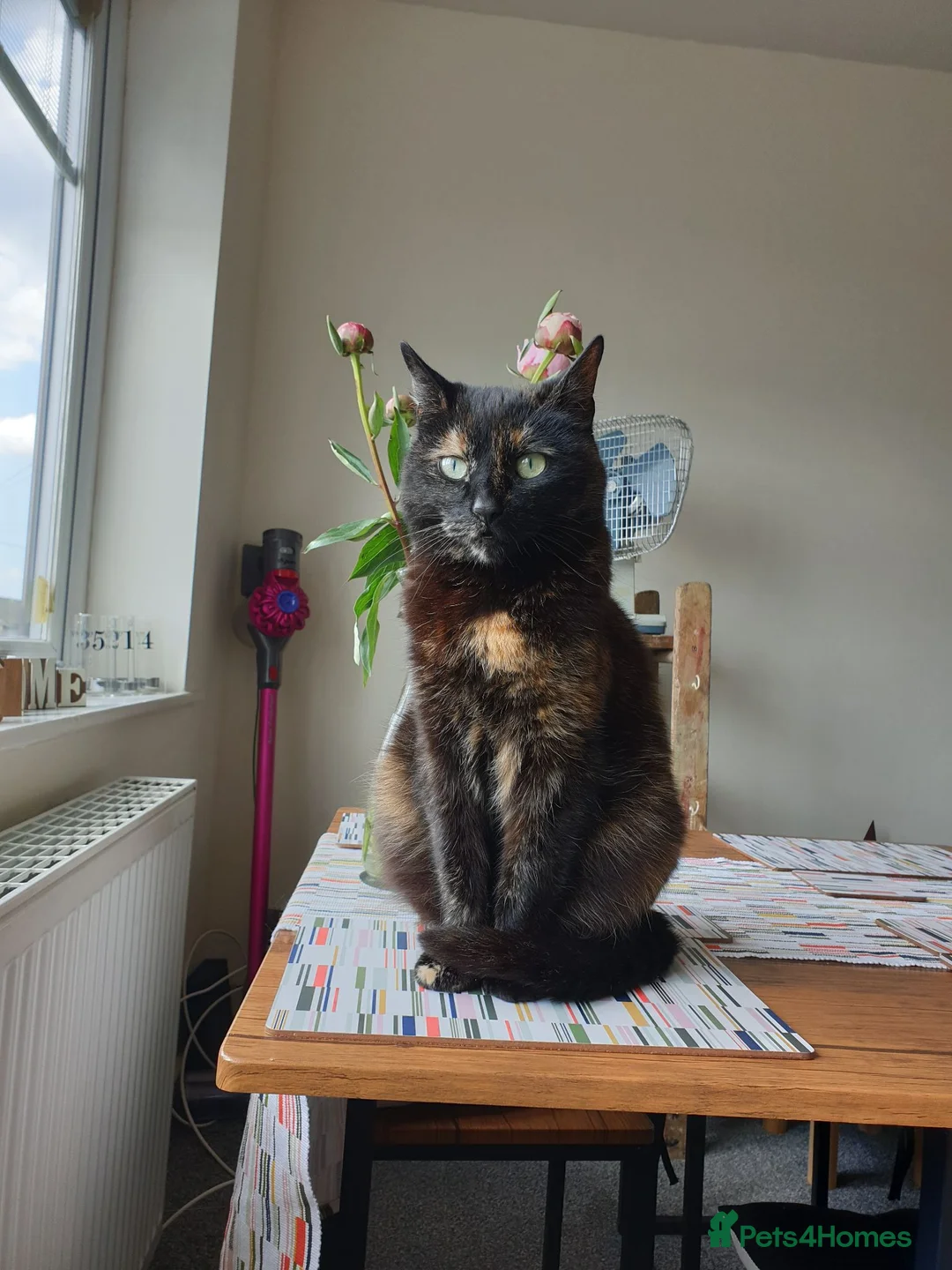 Mixed Breed cats for sale: Female cat needs new home - Advert 1