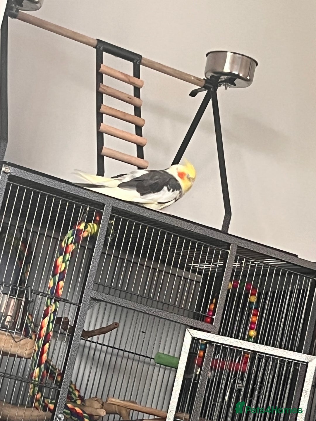 Cockatiels birds for sale: Male cocktail and two green ringneck for sale  - Image 1