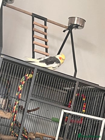 Cockatiels birds - Advert 1