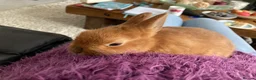 Netherland Dwarf rabbits for sale: Female rabbit for rehoming - Advert 1