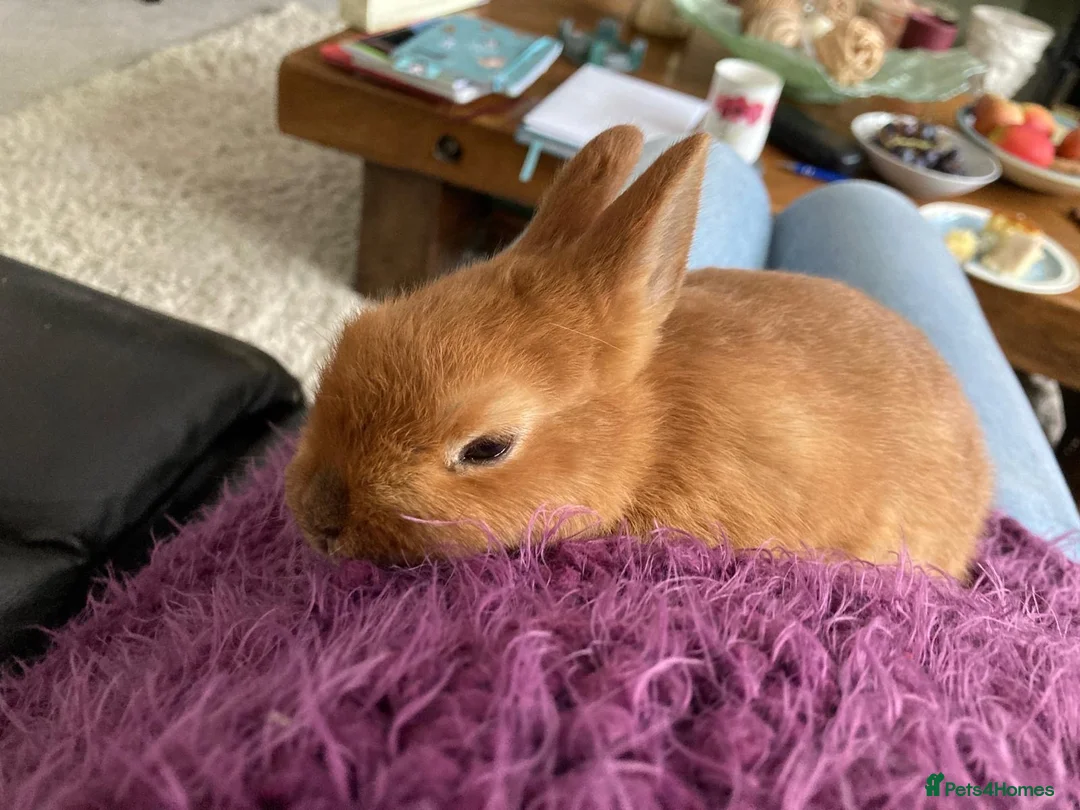 Netherland Dwarf rabbits for sale: Female rabbit for rehoming - Advert 1
