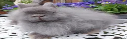 Netherland Dwarf rabbits for sale: STUNNING JERSEY WOOLY X BABIES - Advert 6