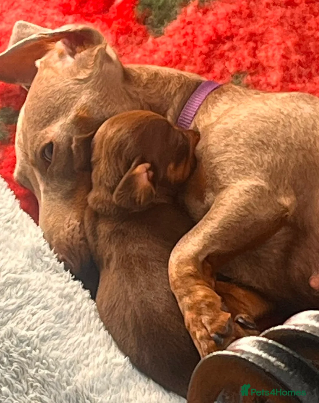 Miniature Dachshund dogs for sale: Last 2 chocolate / tan left 🩷💙 - Advert 2
