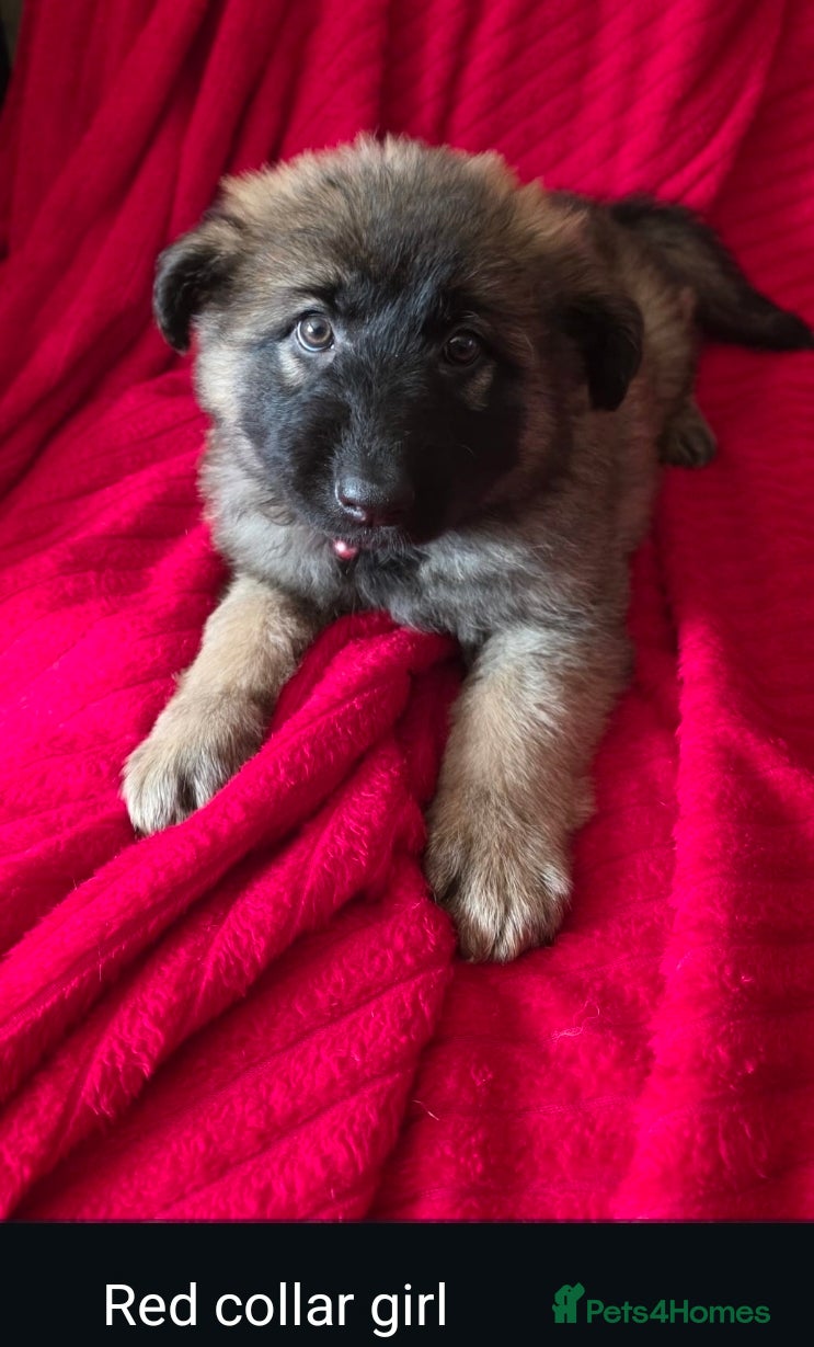 German Shepherd dogs Stunning litter of German Shepherd Pups - Advert 2
