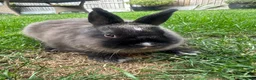 Netherland Dwarf rabbits for sale: Netherland Dwarf Rabbits For Sale  - Advert 17