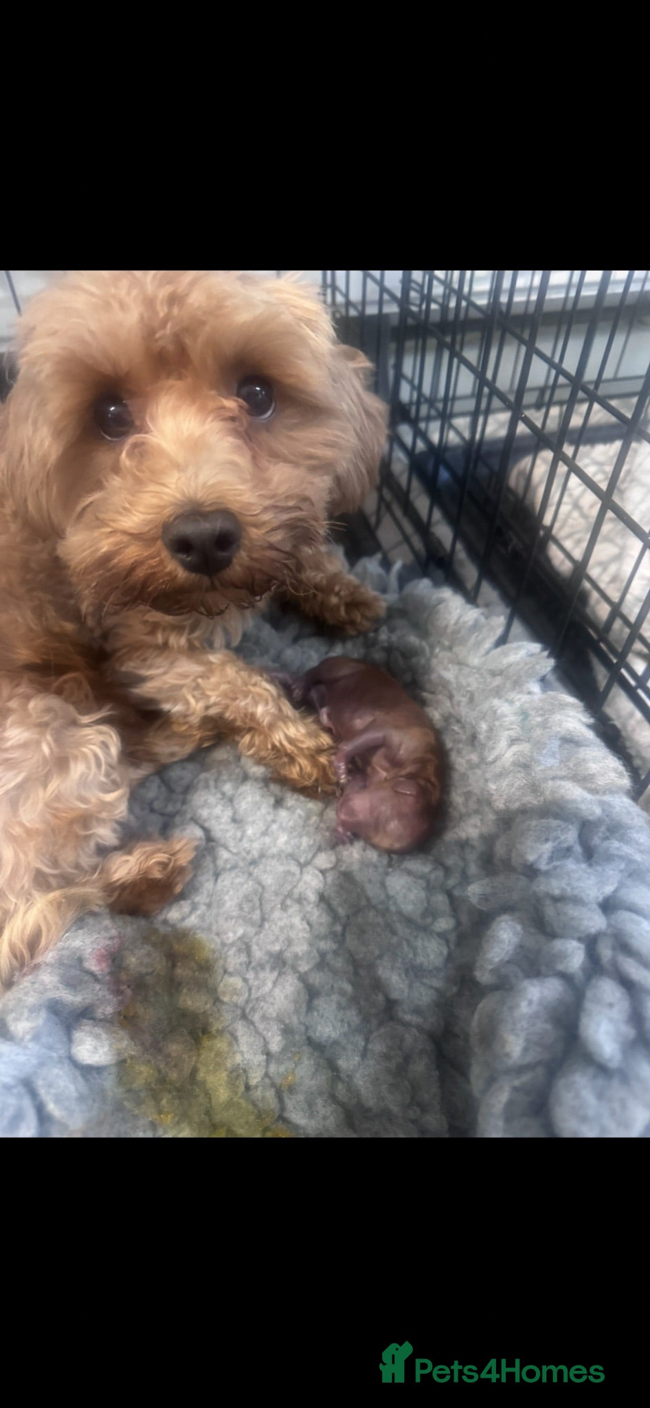 Yorkiepoo dogs 7 beautiful yorkiepoo babys  - Advert 2