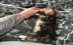 Bengal cats for sale: Bengal kittens  - Image 8
