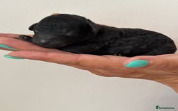 Miniature Poodle dogs for sale: Miniature poodles  - Image 5