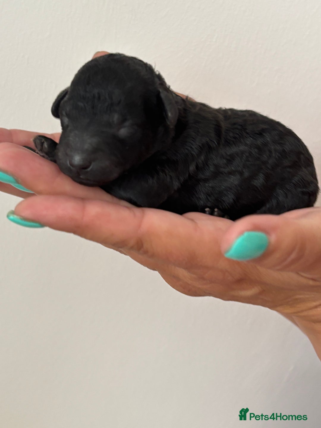 Miniature Poodle dogs for sale: Miniature poodles  - Image 5