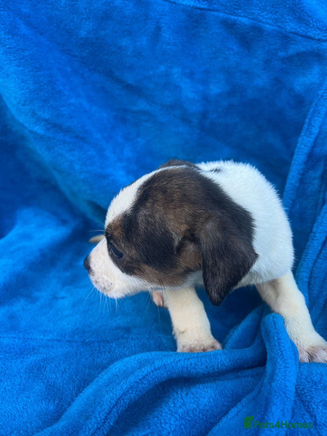 Beagle dogs for sale: Beagle boy puppy  - Advert 5