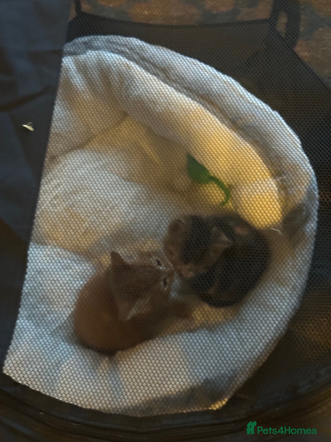 Mixed Breed cats for sale: 2 Gorgeous kittens available  - Advert 6