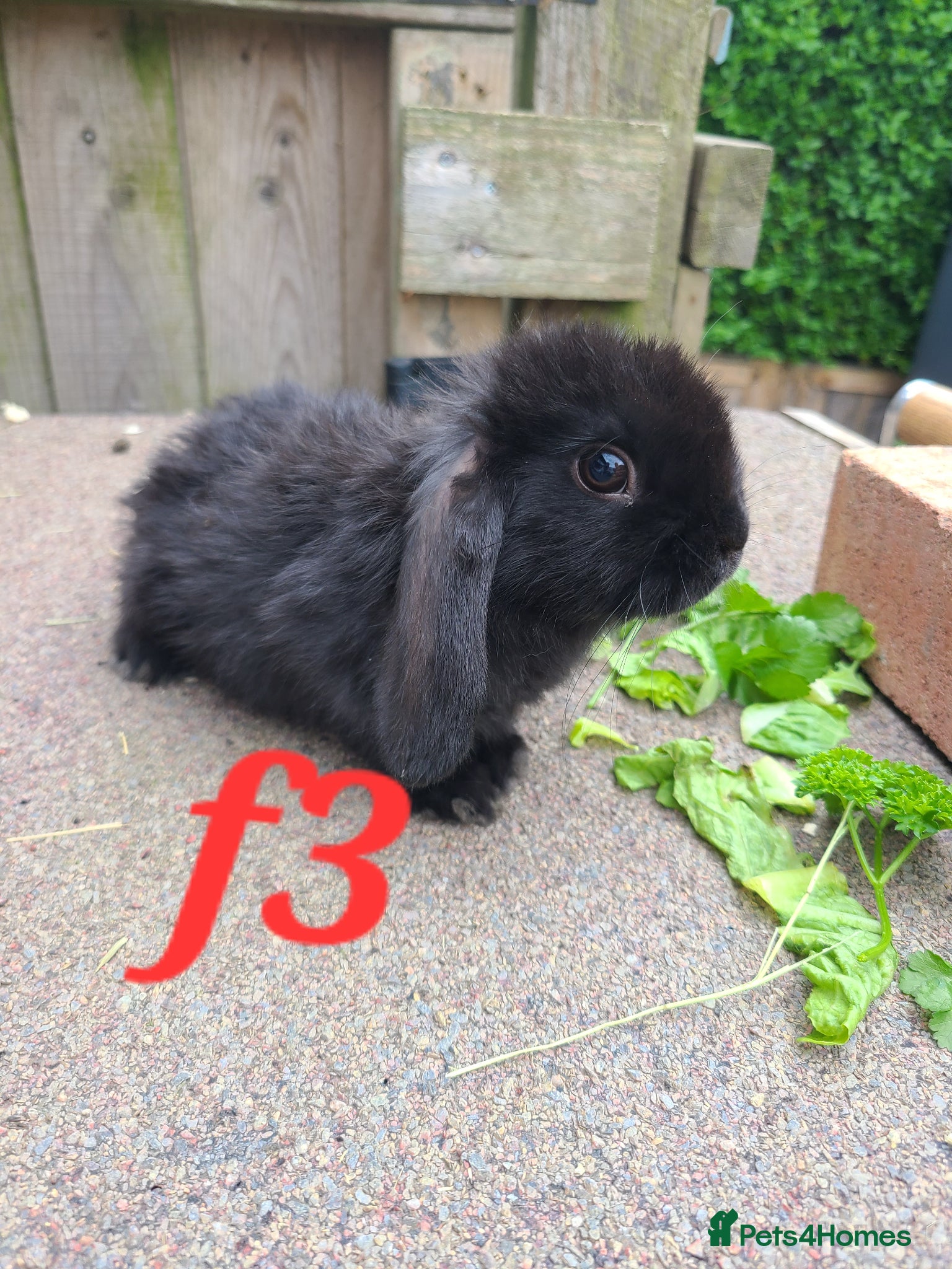 Mini Lion Lop rabbits Baby rabbits READY NOW  8weeks old - Advert 4