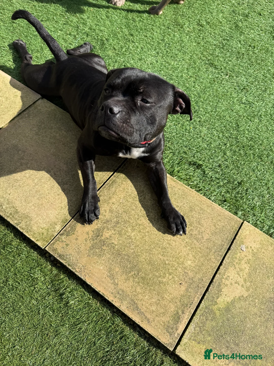Staffordshire Bull Terrier dogs for sale: KC REG STAFF in Bristol - Advert 1