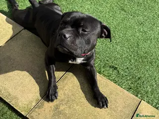 Staffordshire Bull Terrier dogs KC REG STAFF - Advert 1