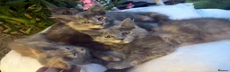 Maine Coon cats for sale: 3/4 Maine coon kittens 😻1 girl left😻 - Advert 1