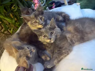Maine Coon cats 3/4 Maine coon kittens - Advert 1