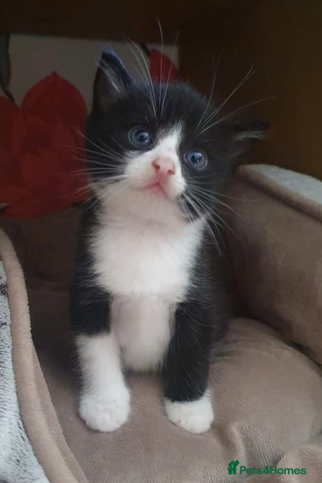 British Shorthair cats for sale: 3 Adorable Kittens for Sale, 2 Boys and 1 Girl - Image 3