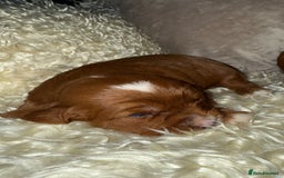 Cavapoo dogs for sale: ❤️ Deep Red Cavapoo Puppies ❤️ - Image 14