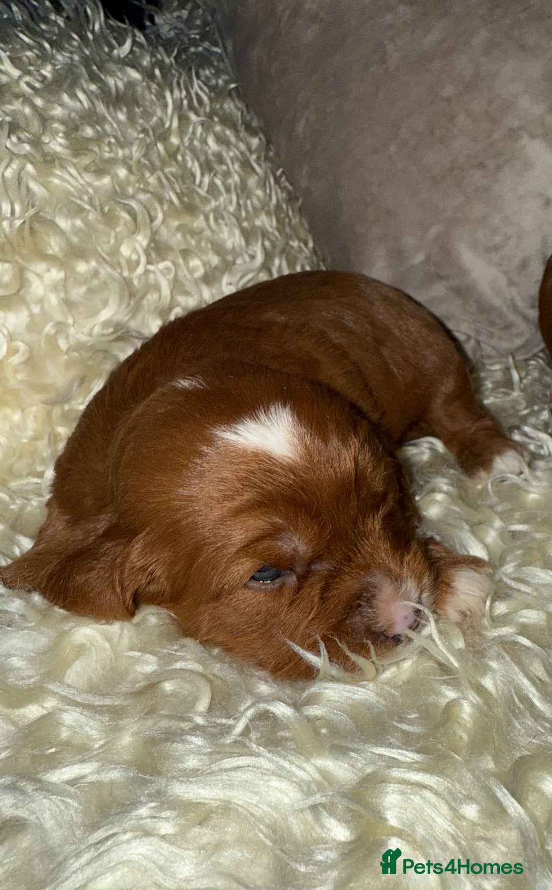 Cavapoo dogs for sale: ❤️ Deep Red Cavapoo Puppies ❤️ - Image 14