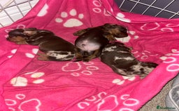 Miniature Dachshund dogs for sale: 3  kc registered miniature dachshund puppies  - Image 12