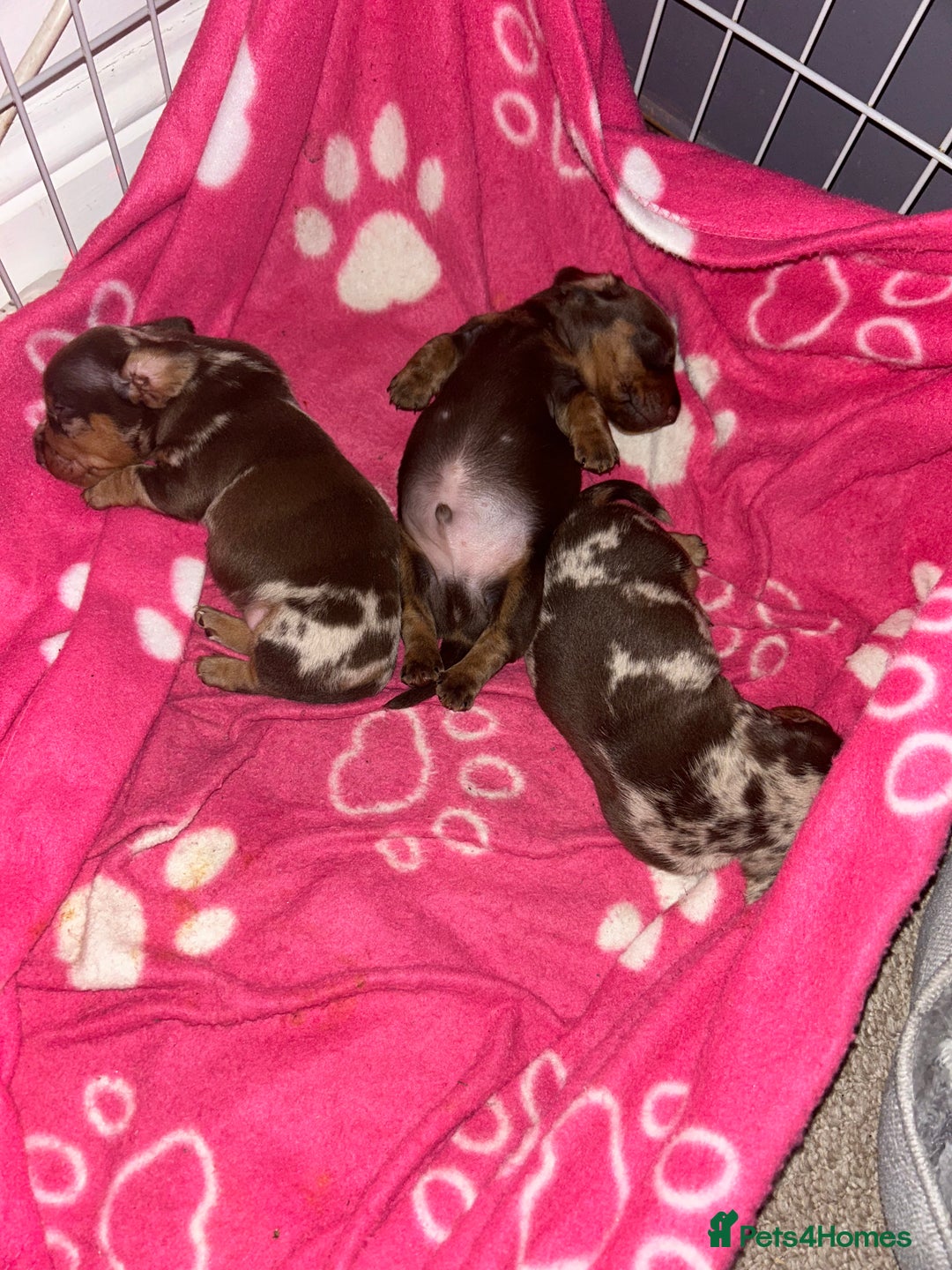 Miniature Dachshund dogs for sale: 3  kc registered miniature dachshund puppies  - Image 12