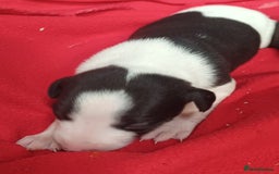 Whippet dogs for sale: KC HEART AND HEALTH TESTED WHIPPETS - Image 38