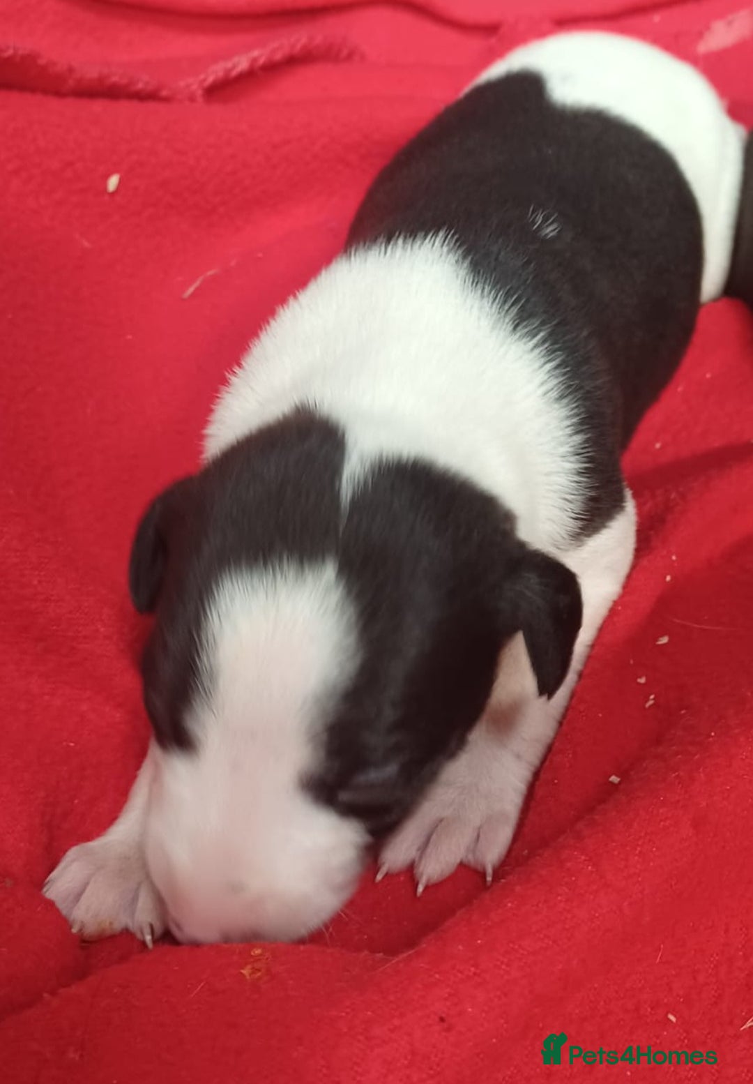 Whippet dogs for sale: KC HEART AND HEALTH TESTED WHIPPETS - Image 38