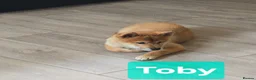 Japanese Shiba Inu dogs for sale: Foxy little shibas - Advert 17