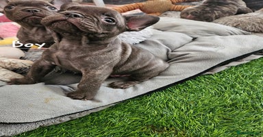 French Bulldog dogs - Advert 10