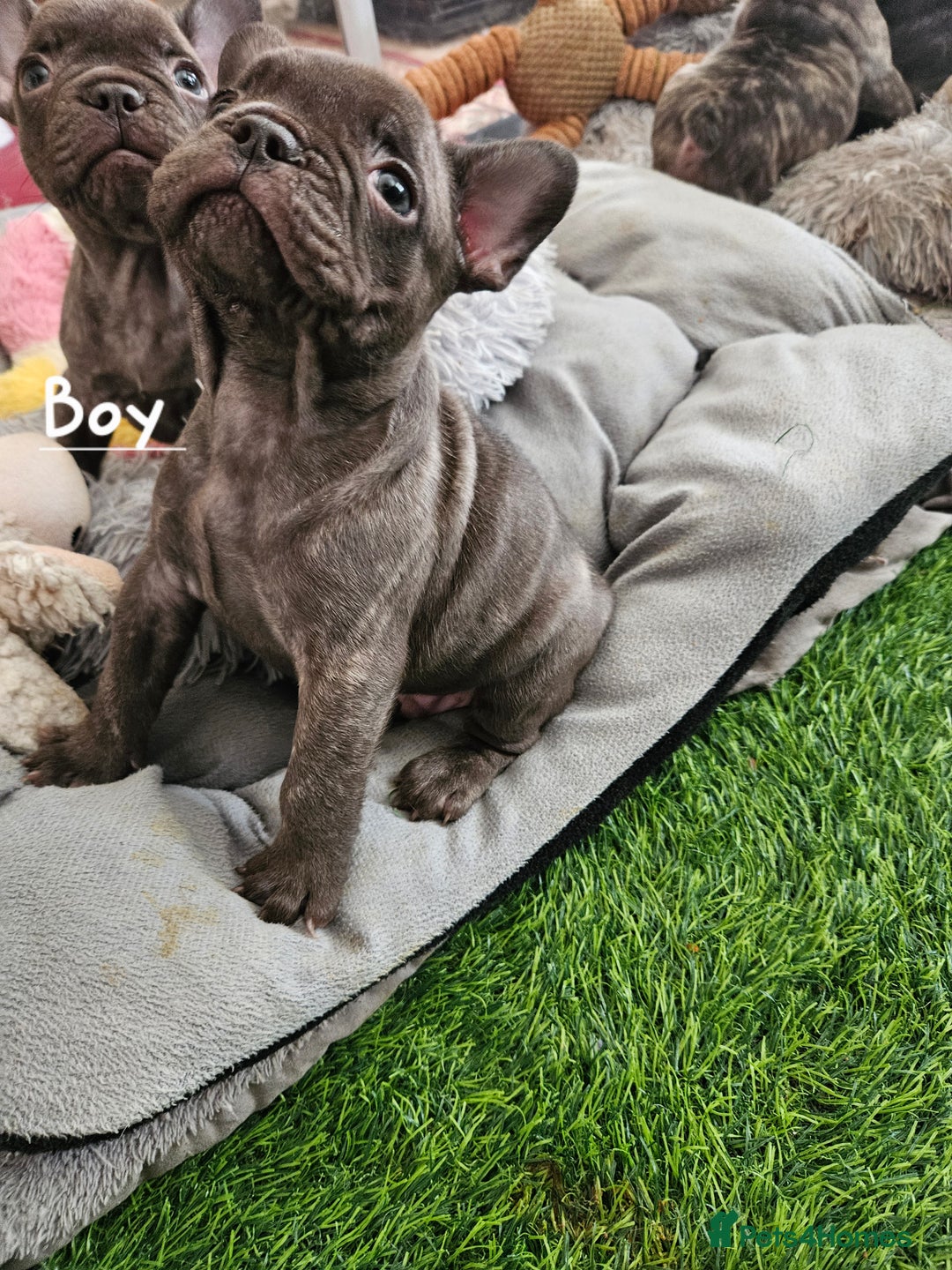 French Bulldog dogs for sale: Absolutely stunning chunky frenchbulldog puppies  - Image 2