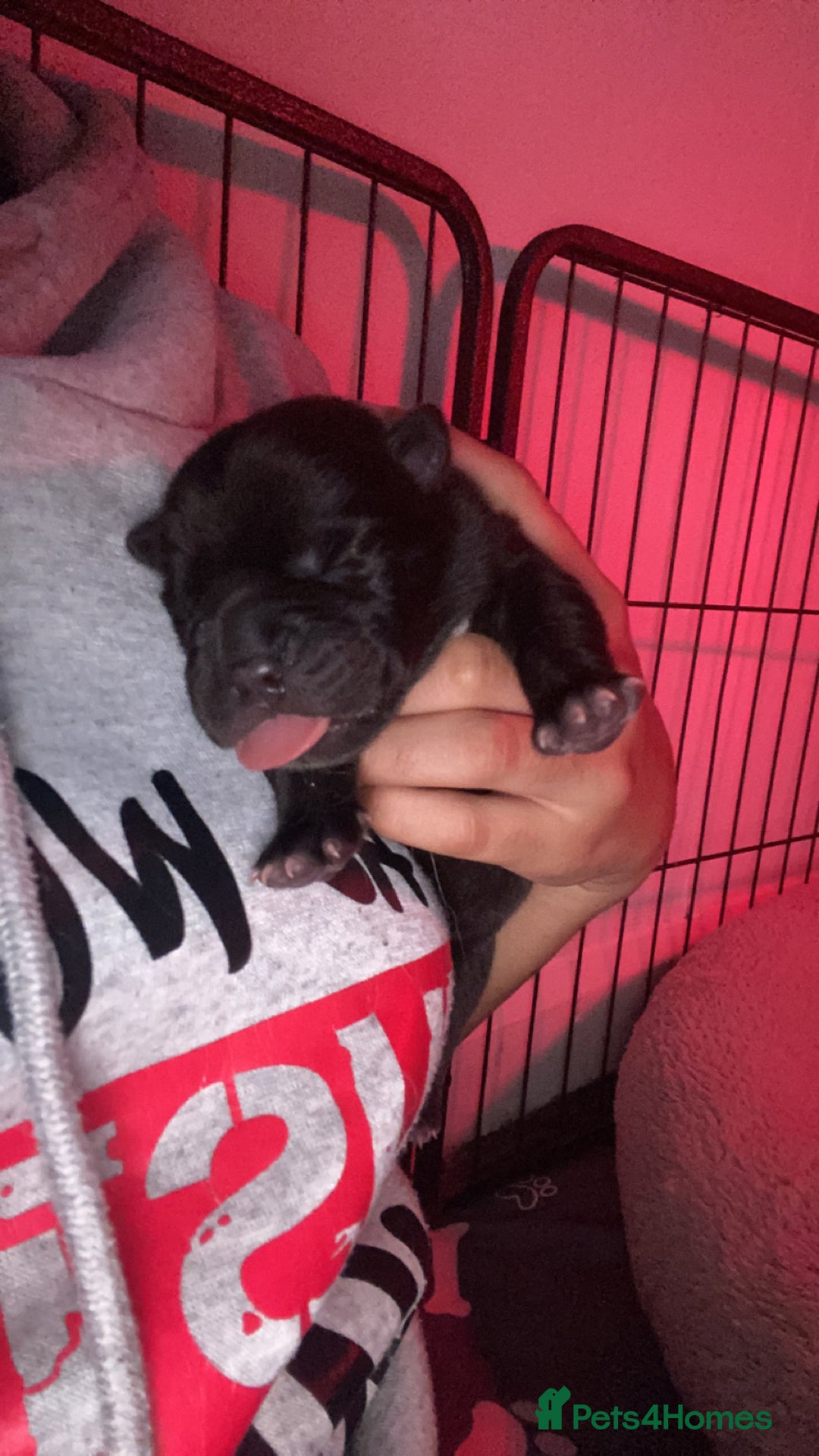 Mixed Breed dogs for sale: Chowbull pups for sale - Image 15