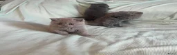 British Shorthair cats for sale: Beautiful Bsh kitten - Advert 1