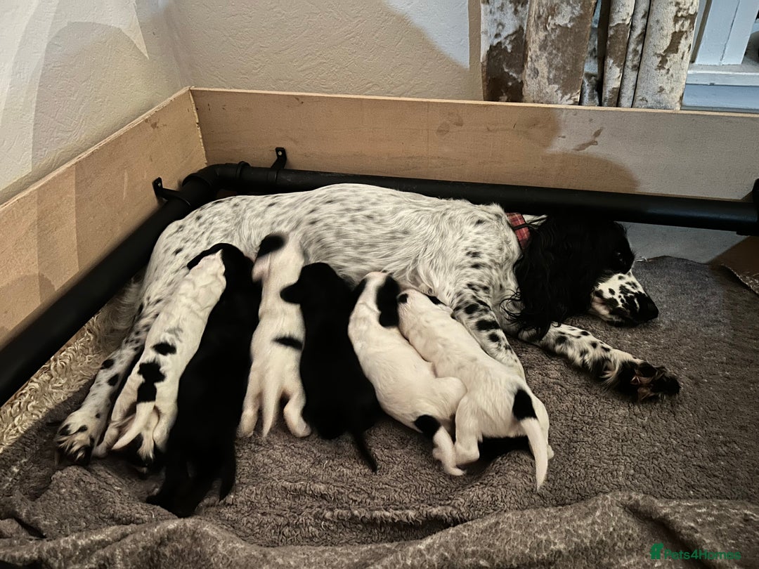 Cocker Spaniel dogs for sale: 🐾 3 KC Reg Blue Roan Cocker Spaniels for sale 🐾  - Image 15