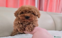 Maltipoo dogs for sale: Toy maltipoo puppies - Image 11