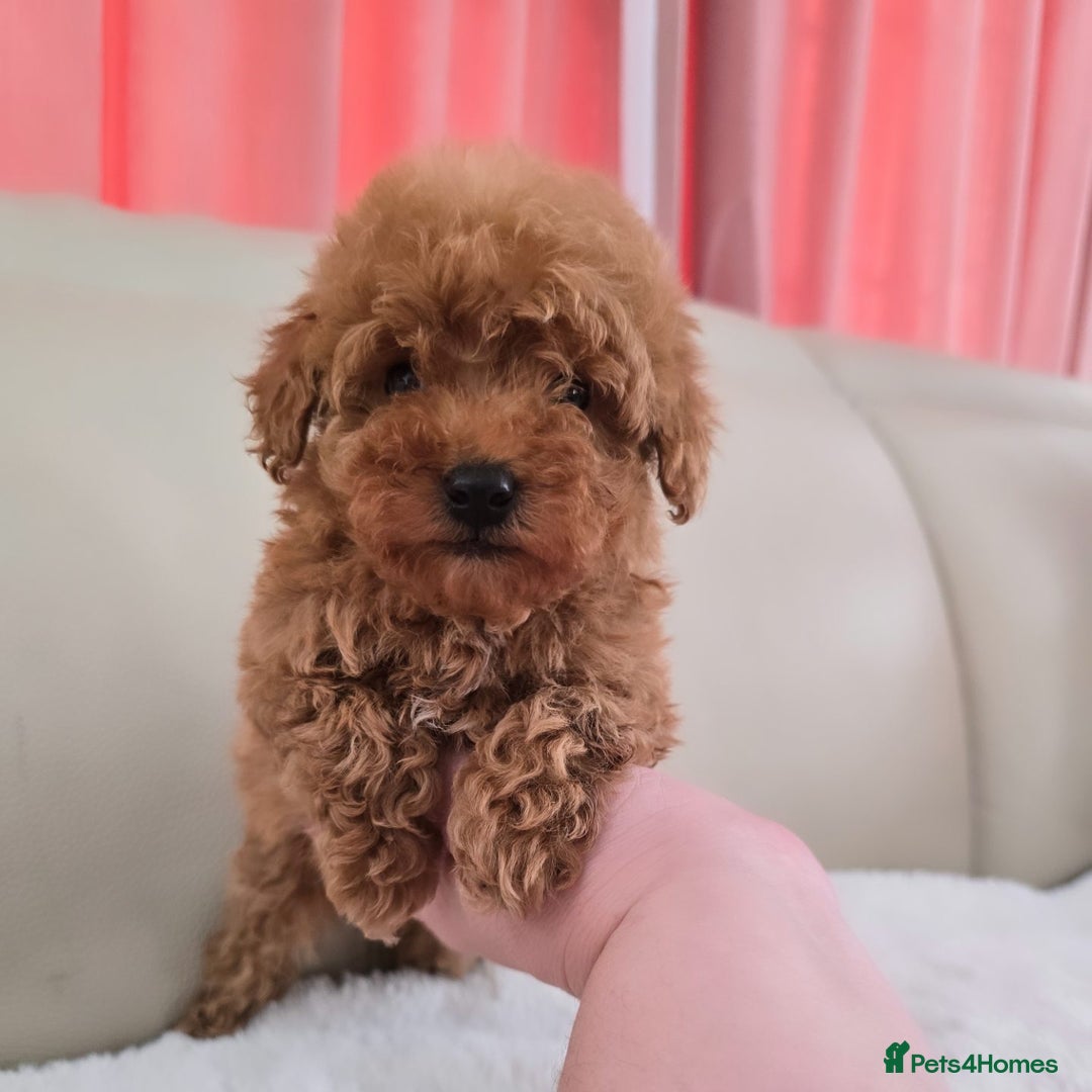 Maltipoo dogs for sale: Toy maltipoo puppies - Image 11
