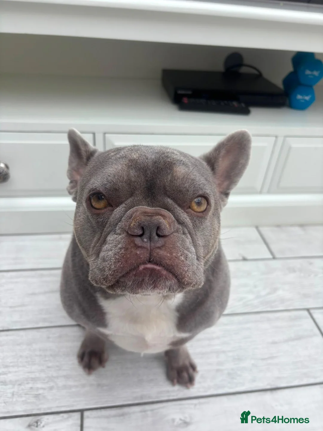 French Bulldog dogs for sale: French bull dog in Billingham - Advert 1