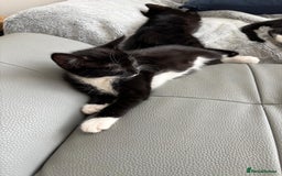 Mixed Breed cats for sale: 3 playful girls  - Image 8