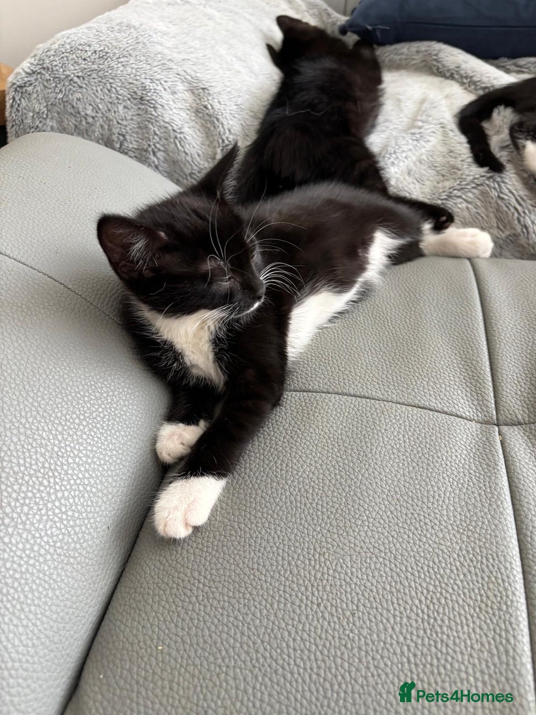 Mixed Breed cats for sale: 3 playful girls  - Image 8