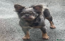 French Bulldog dogs for sale: Lilac & Tan Fluffy French Bulldog carrying pink - Image 1