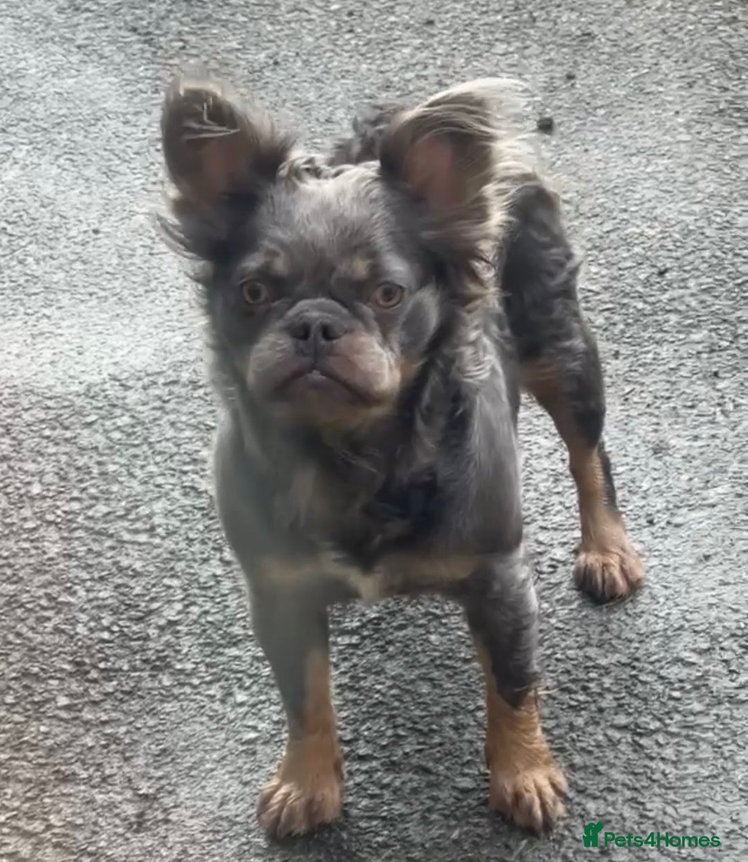 French Bulldog dogs for sale: Lilac & Tan Fluffy French Bulldog carrying pink - Image 1
