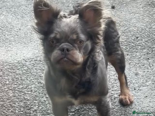 French Bulldog dogs - Advert 14