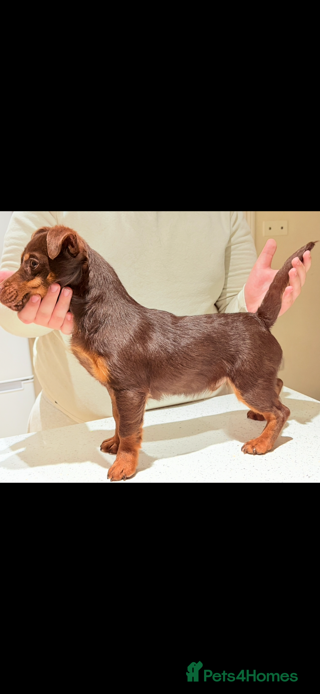 Jack Russell dogs for sale: Jack Russell Boy & Girl  - Advert 2