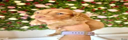 Miniature Dachshund dogs for stud: Dapple Piebald Stud 💫  - Advert 9