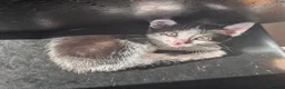 Mixed Breed cats for sale: Beautiful kittens - Advert 4