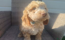 Cockapoo dogs for sale: Cockapoo puppies - Image 6
