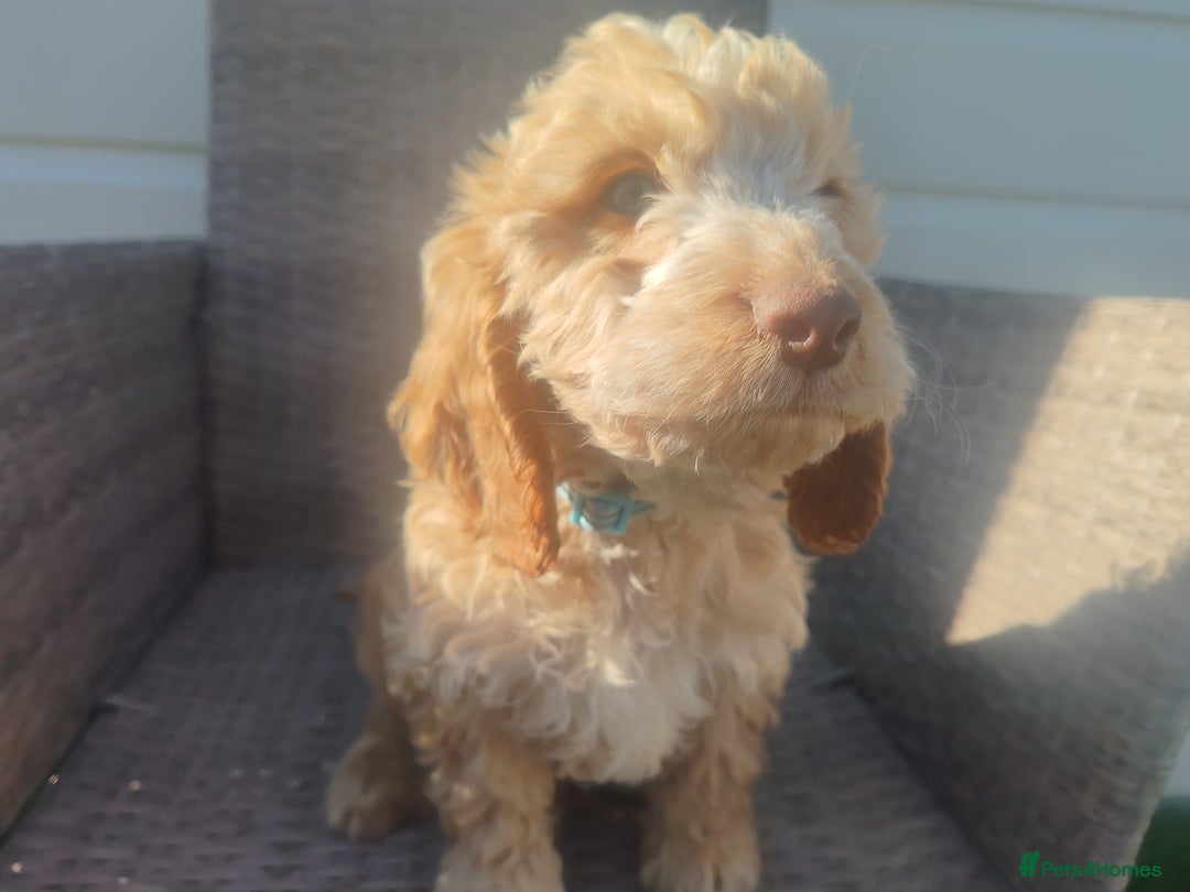 Cockapoo dogs for sale: Cockapoo puppies - Image 6