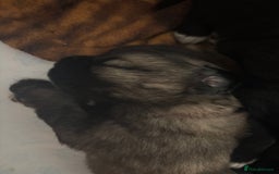 Caucasian Shepherd Dog dogs for sale: Caucasian Shepherds  - Advert 9