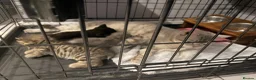 British Shorthair cats for sale: THREE BRITISH SHORTHAIR KITTENS  - Advert 4