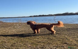 Mixed Breed dogs for sale: Mini Australian Golden Doodles  - Image 8