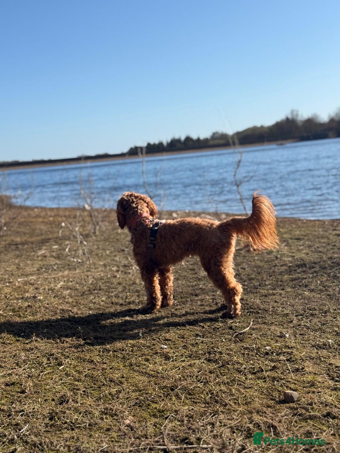 Mixed Breed dogs for sale: Mini Australian Golden Doodles  - Image 8